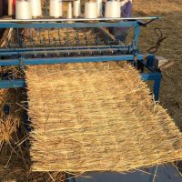 上海降溫，注意綠化植物，大樹防寒保暖，注意鐵樹，海棗樹防凍