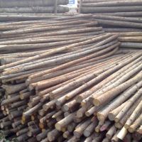 杉木樁|杉木綠化桿，支撐剛，鋼管支撐等批發(fā)，上海哪里有