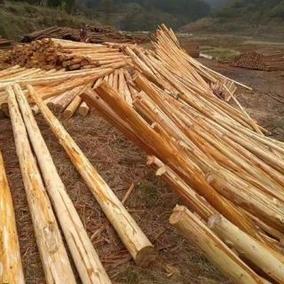 上海削皮杉木樁，浦東去皮杉木支撐，大樹(shù)支撐